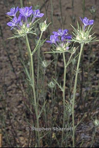 eriastrum densifolium ssp austromontanum 1 graphic